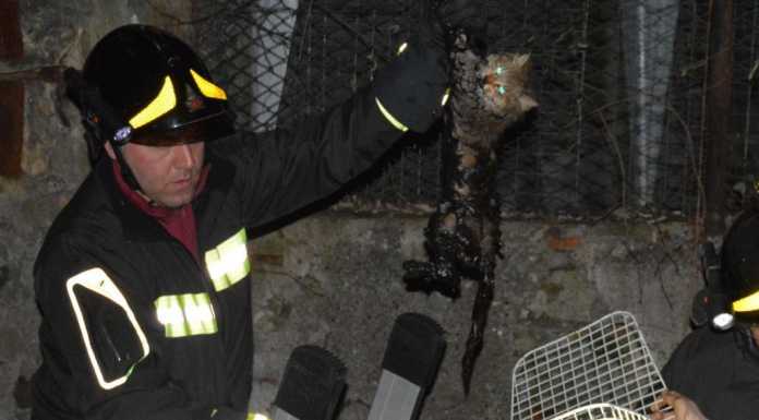 Gatta incastrata in un cunicolo, salvata dai Vigili del Fuoco
