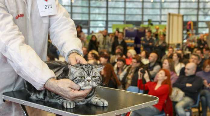 Al via Master Dogs & Master Cats a Villa Erba di Cernobbio