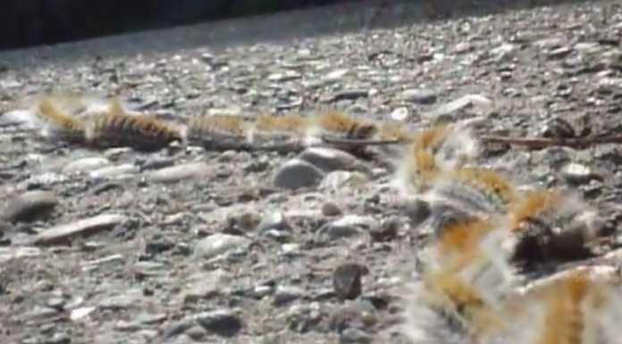 Processionaria: urticato un volontario. Problema irrisolto