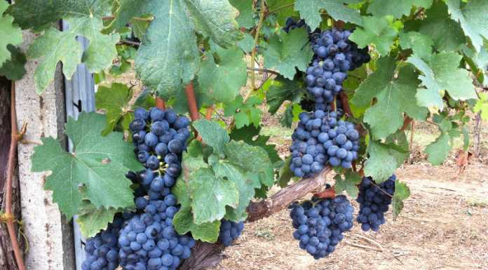 “L’Italia nel bicchiere”. Il riscatto dei “Vitigni Poveri”