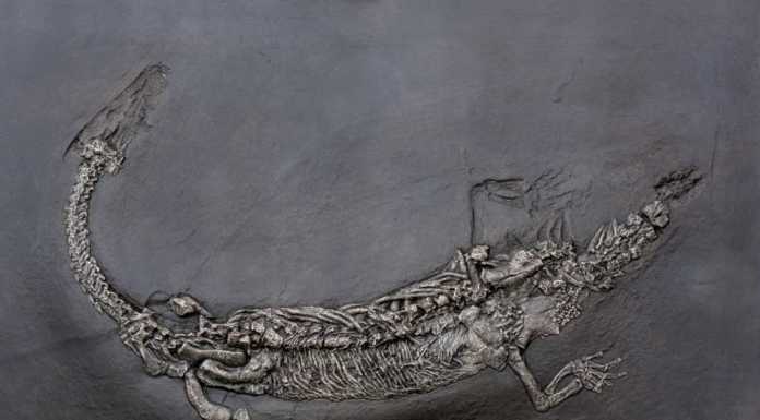 Il Lariosauro donato a Lecco, anche Van De Sfroos verrà a vederlo