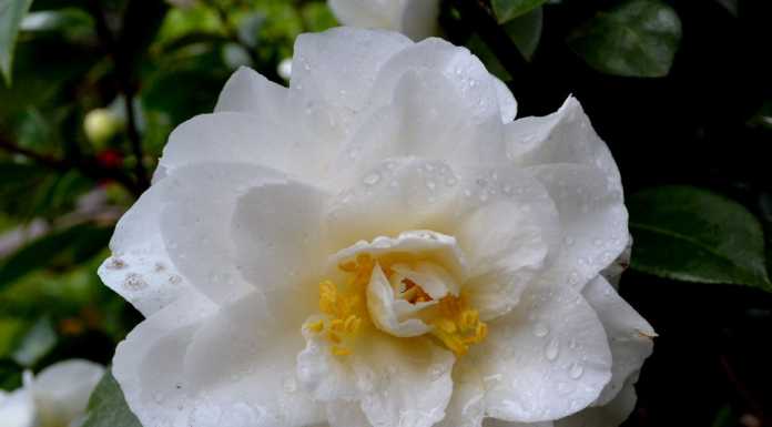 Sos Genitori. Apprezzare la bellezza: una buona pratica