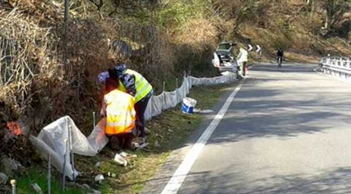 Salvataggio dei rospi del Moregallo, si cercano volontari