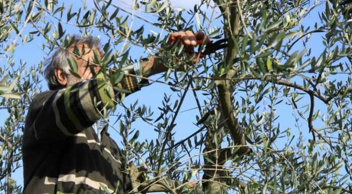 Come potare gli ulivi? Il 12 aprile lezione pratica Mandello