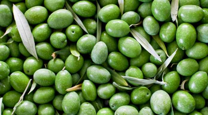 Mandello: convenzione con gli olivicoltori per la cura degli ulivi