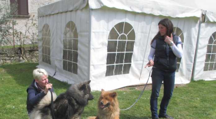 Abbadia, raduno dell’Eurasier Club e percorsi di agility