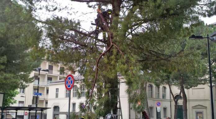 Viale Turati: pompieri al lavoro per un grosso ramo pericolante