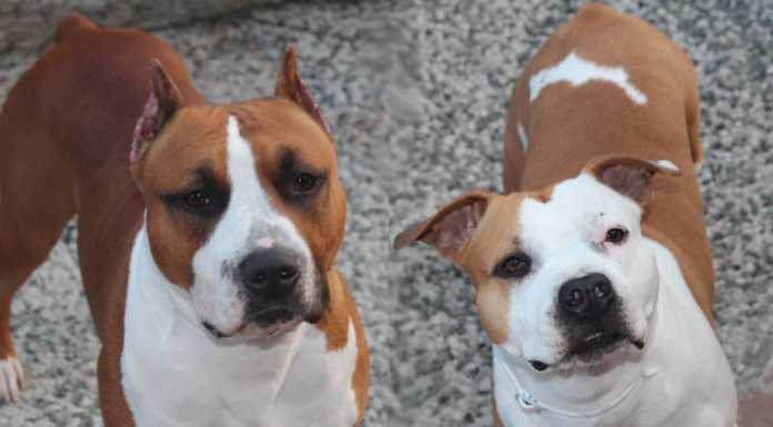 Cani “eroi” mettono in fuga il ladro e salvano mamma e bimbi