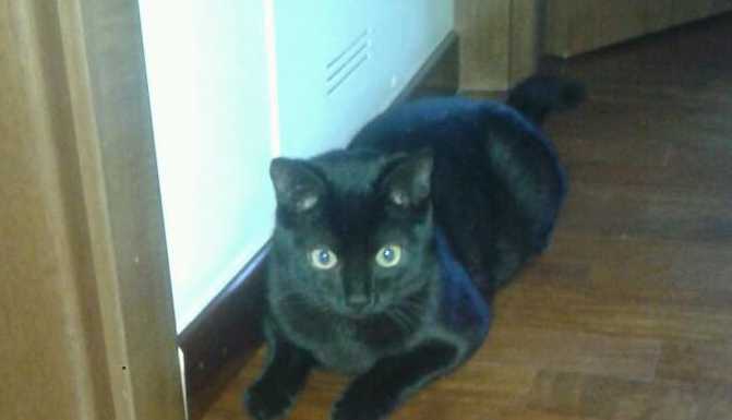 Faustino si è perso, una ricompesa a chi lo ritrova