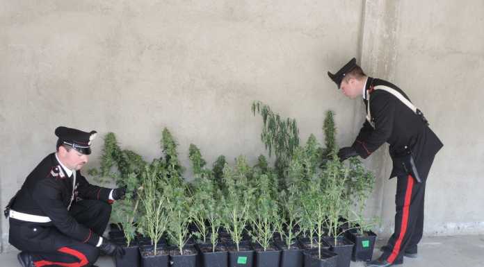 Calolzio: i carabinieri sequestrano una piantagione di “erba”