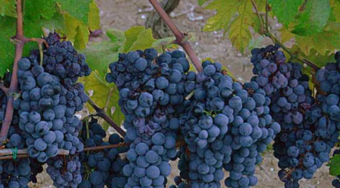 L’Italia nel bicchiere. il Primitivo e il Negroamaro