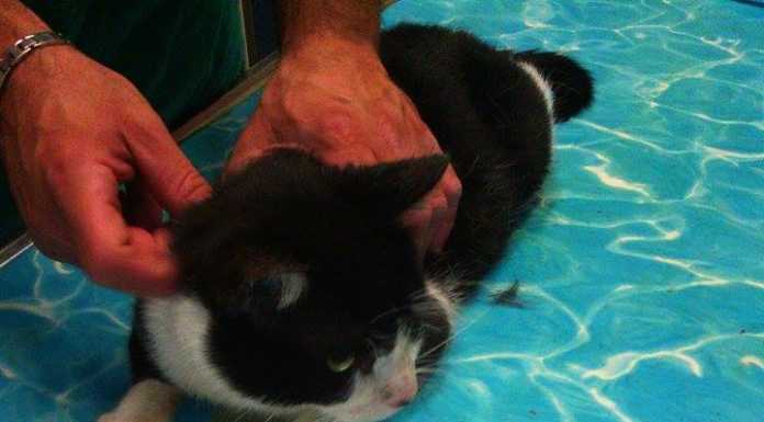 Ciarli, abbandonato come un rifiuto di fronte al canile di Lecco