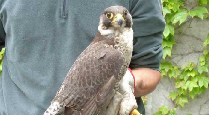 Lecco, falco pellegrino insegue un piccione e finisce in un bar