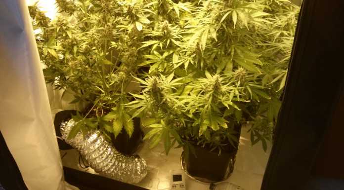 GdF, operazione Bad Boys, denunciati 41 giovani per spaccio