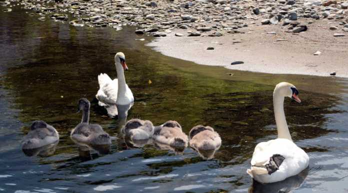 Amo nel becco, cigno destinato ad una brutta fine… salvato dai derviesi