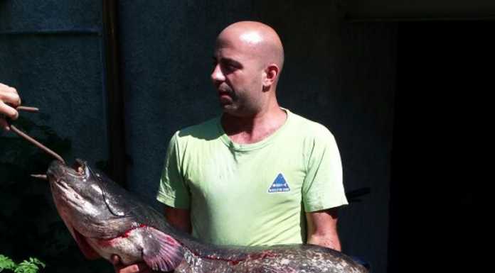 Lierna. Pesca Siluro di 20 kg e un metro e mezzo di lunghezza