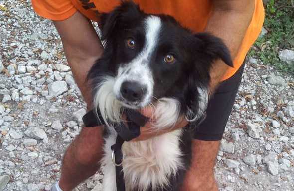 Border collie ritrovato ai Piani d’Erna, si cerca il proprietario