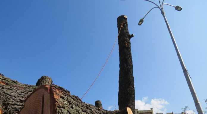 Cedro abbattuto, Vivere Lecco chiede chiarimenti al sindaco