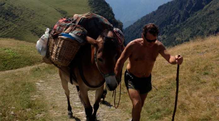 Capisce che c’è da lavorare e scappa: fuori programma della mula Giulia