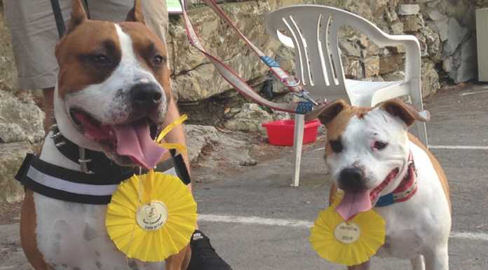 Salvano mamma e figli dai ladri: premiati i due cani “eroi”