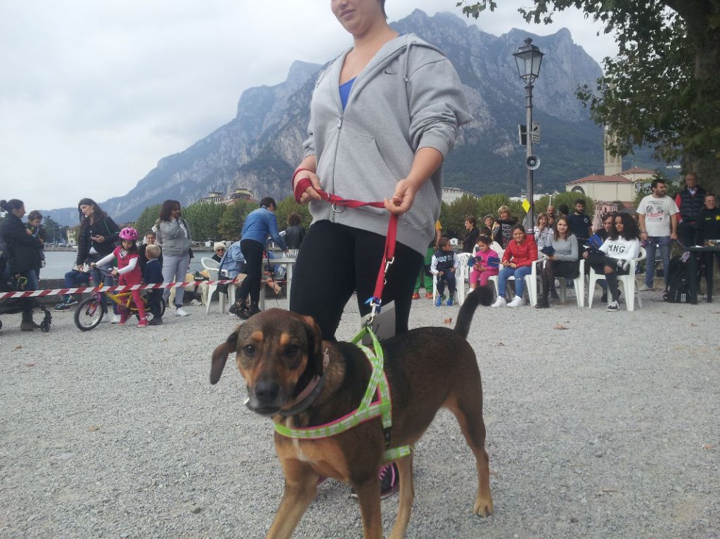 Sul lungolago sfilano i cagnolini per la onlus Zampamica
