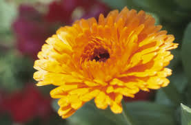 Ognissanti: a Lecco 20 euro di spesa a famiglia per i fiori