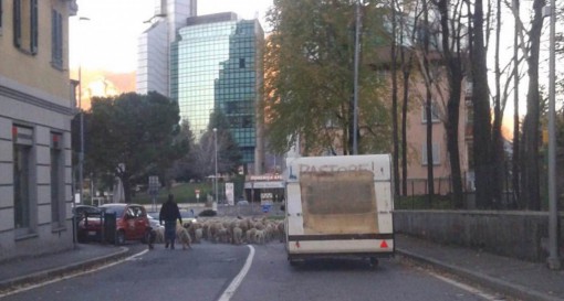 sfilata pecore coldiretti_nov2015
