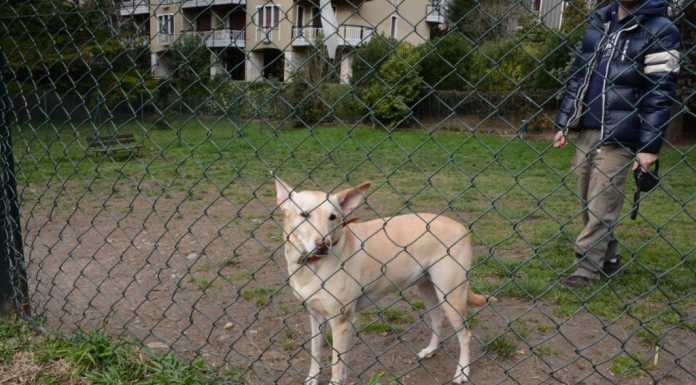 Cani morti avvelenati, mistero al parco di via Belvedere