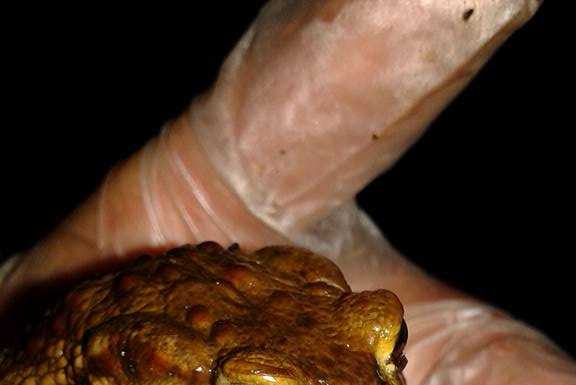 Bufo Bufo: si posano le barriere per salvare i rospi del Moregallo