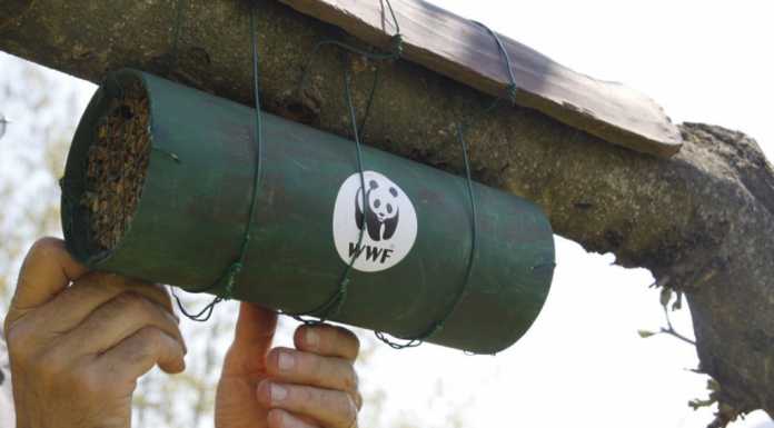 Bugbox e bugtube al Monte Barro in aiuto degli insetti impollinatori