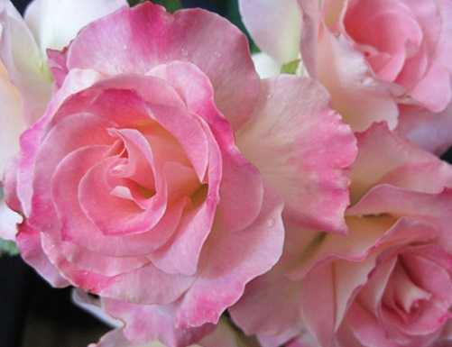 Una rosa per promuovere (e profumare) il Lago di Como