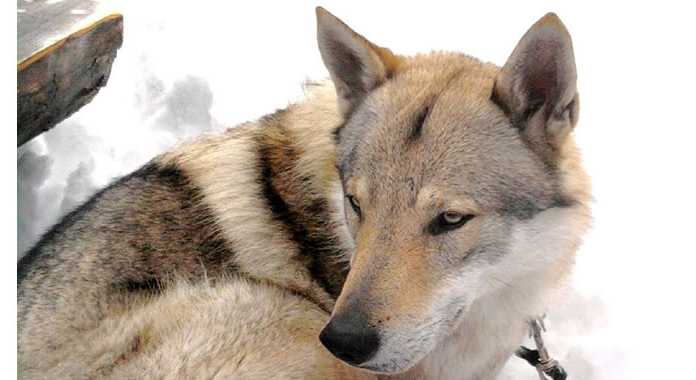 A spasso coi lupi di Spirito Libero sul Monte Tesoro