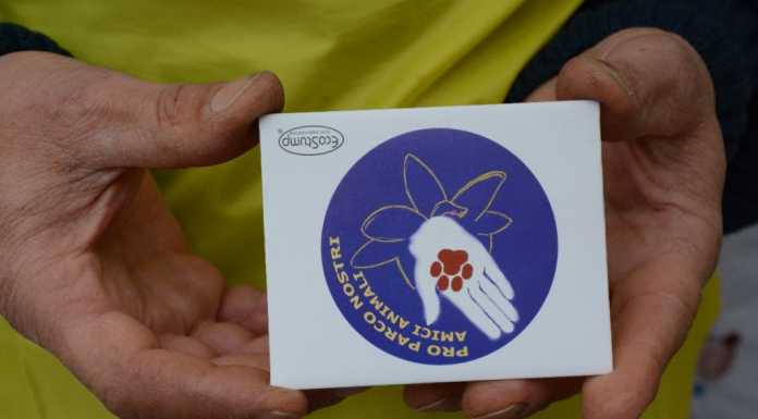 Civate, ennesimo gatto investito: Pro Parco chiede interventi urgenti