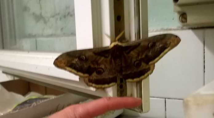 Una farfalla gigante fa “visita” all’Osteria Montalbano