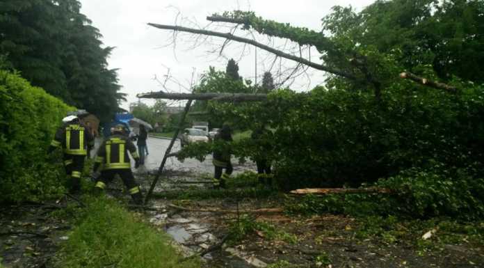 Merate: crolla un albero e colpisce due auto, illesi i conducenti