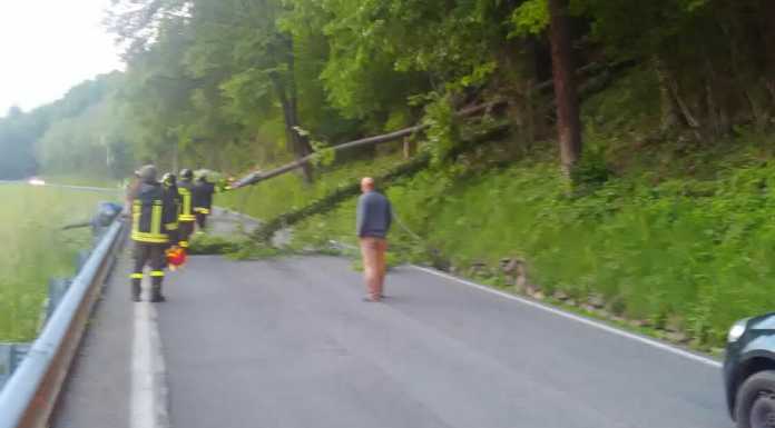 Barzio: albero cade sulla strada, rimosso dai Vigili del Fuoco