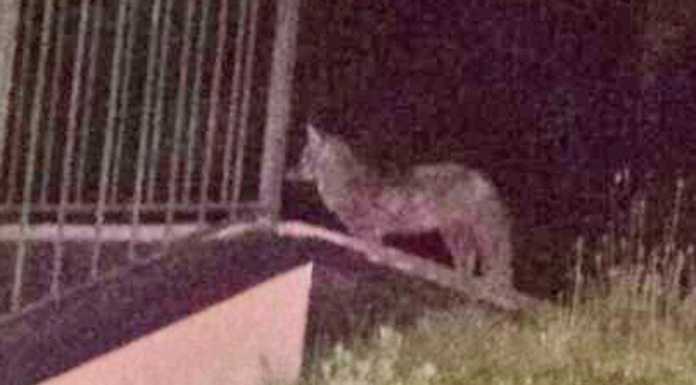 Una volpe a spasso nella notte tra Germanedo e Belledo