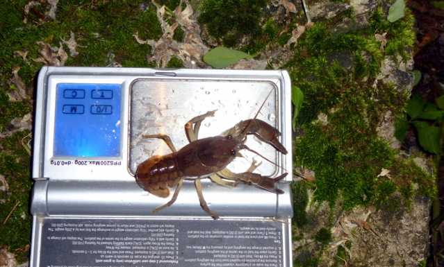 WWF. Gambero di fiume a rischio: un progetto di studio e ripristino