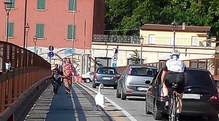 Un cigno a spasso sul Ponte Vecchio, tra le auto e i pedoni