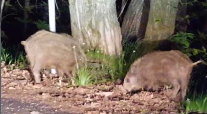 Coldiretti: “I cinghiali sono un pericolo alla sicurezza sulle strade”