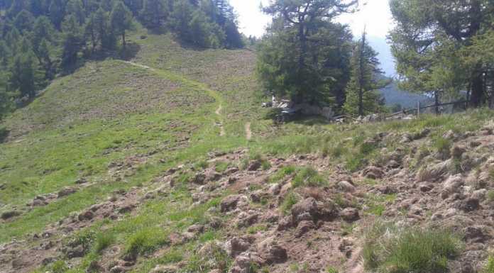 Valvarrone. Pascoli devastati dai cinghiali, “situazione fuori controllo”