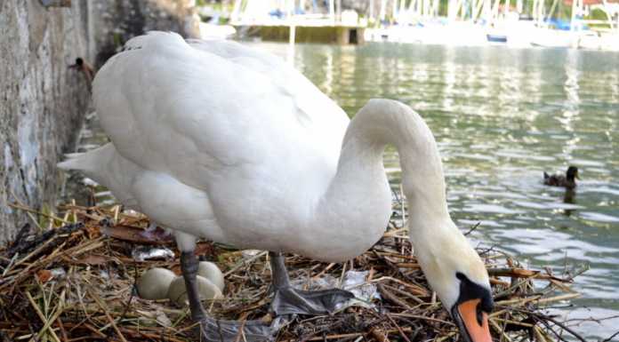 Mandello. Il maltempo distrugge il nido dei cigni