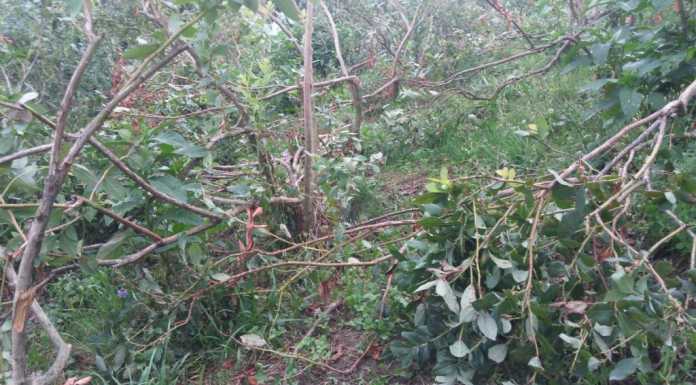 Comasco. Cinghiali assaltano le culture, “un vero disastro”