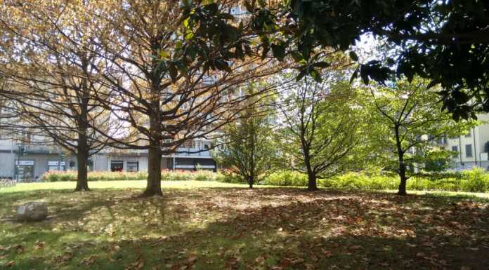 Carpini a rischio in Piazza Manzoni: il WWF chiede interventi