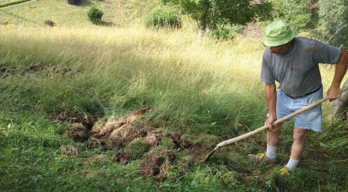 Casargo: incursione notturna dei cinghiali, “arati” i terreni