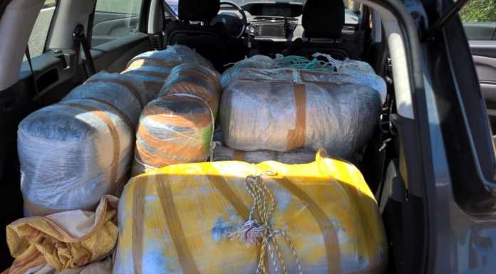 Droga: 800 kg di “erba” sequestrati dalla Finanza di Como