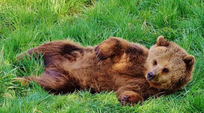 Orso avvistato in Valsassina. La Forestale dopo gli accertamenti smentisce