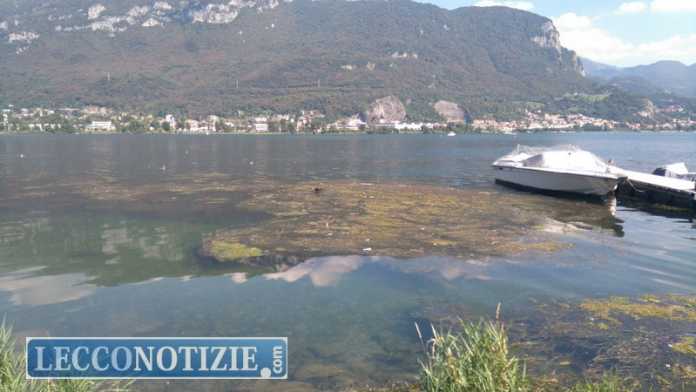 alghe_ lago_ prscate (1)