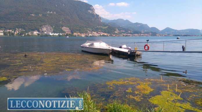 Garlate. Alghe nel lago e a riva, a fine luglio arriva il battello spazzino