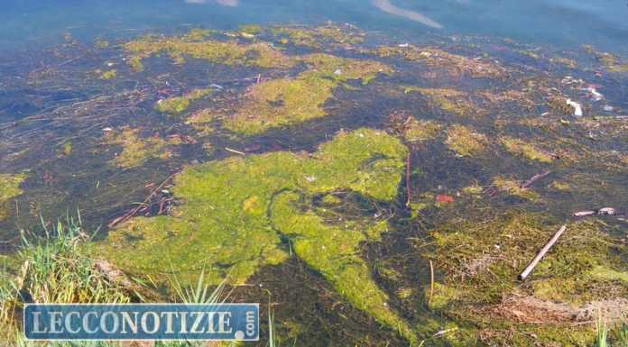 Alghe nel lago di Garlate, il sindaco: “Riprende la pulizia”